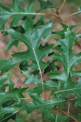 Quercus coccinea - dub šarlatový - list
